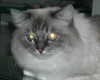 Niereninsuffizienz bei der Katze – September 2002