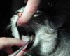 Fremdkörper bei der Katze im Nasenrachenraum – Juli 2003