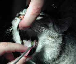Katze