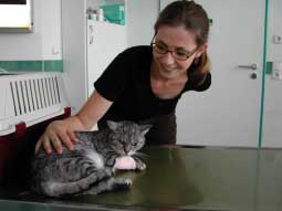 katze