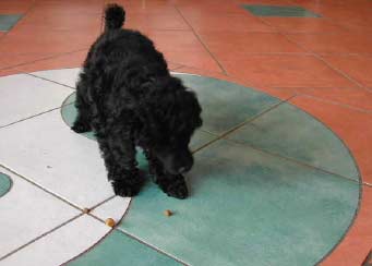 Paula auf dem Yin – Yang Zeichen, es schmeckt schon wieder!