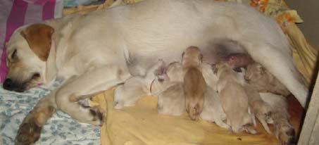 Lilly zufrieden mit ihren 8 Welpen