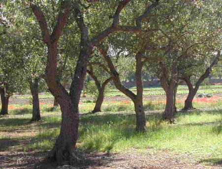 Olivenbäume