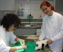 Kastraktion eines Katers