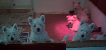 Junge West-Highlandterrier