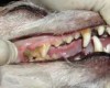 Zahnbehandlung beim Hund – Oktober 2005