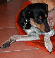 Foxi