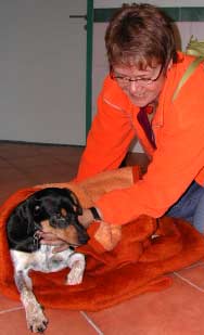 Foxi