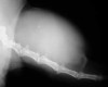 Tumoroperation am Rutenansatz beim Hund – April 2006