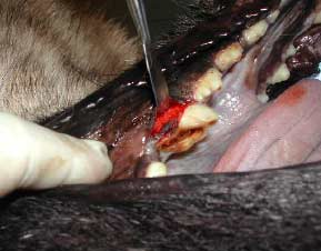 Der abgebrochene Backenzahn von Kessy wird freigelegt