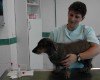 Cushing Syndrom beim Hund – April 2007