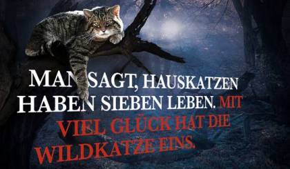 "Man sagt, Hauskatzen haben sieben Leben, mit viel Glück hta die Wildkatze eins." - KampagnePlakat