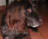 Milztumor beim Hund – Januar 2009