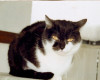 Pankreatitis bei der Katze – September 2010