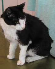Katze