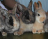 Kastration des männlichen und weiblichen Kaninchens