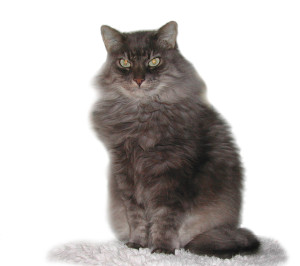 shahin_frei_mit_decke