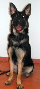 Kim vom Burgdorfer Holz 