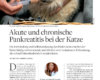 Akute und chronische Pankreatitis bei der Katze